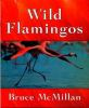 Wild_flamingos